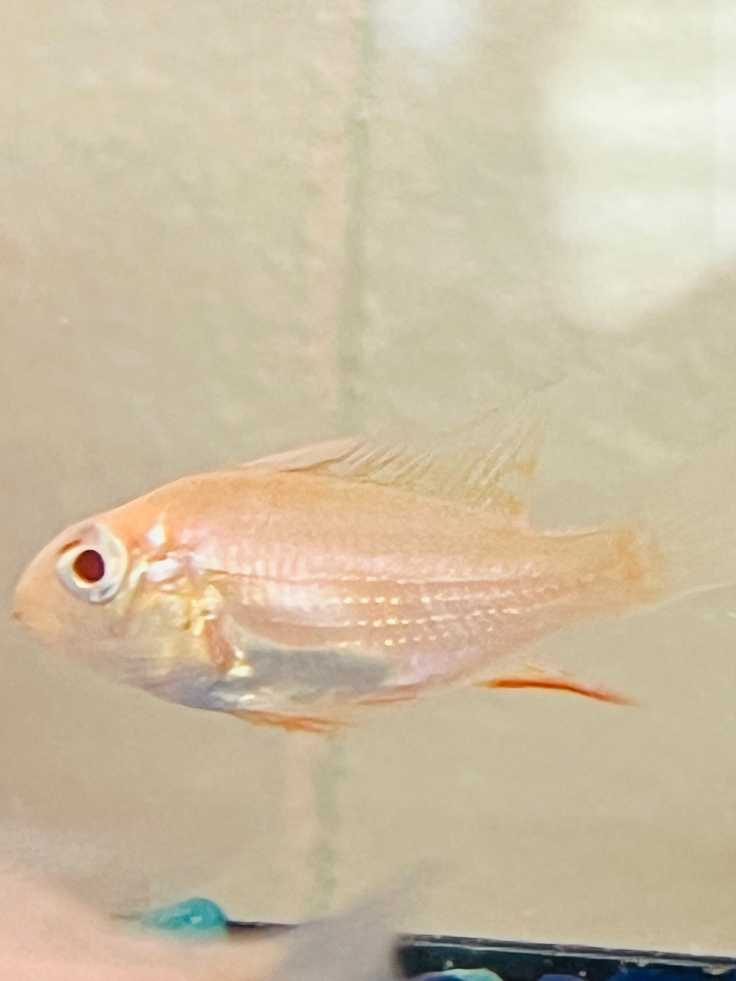 Heckelii Albino