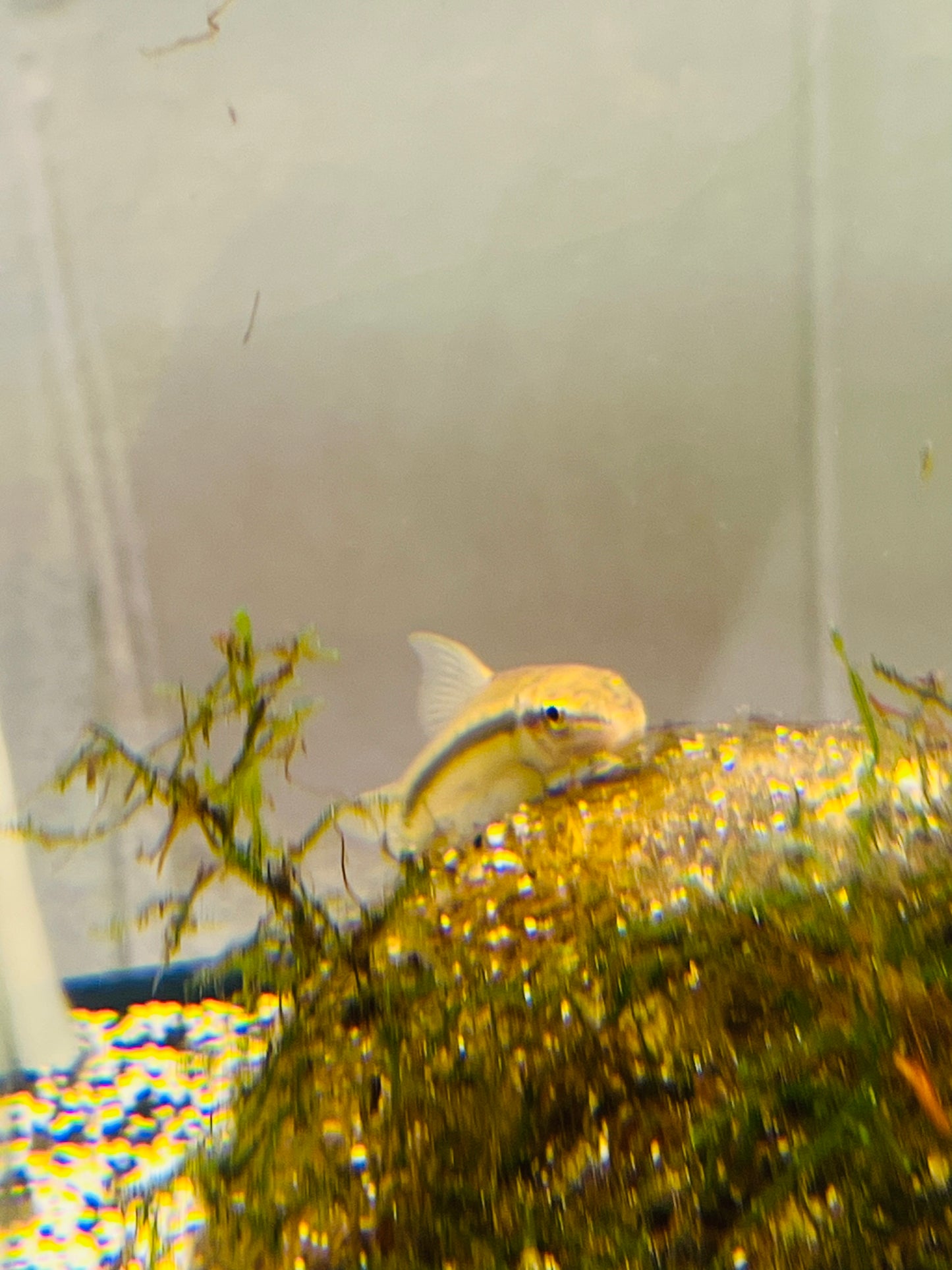 Chinese Algae Eater