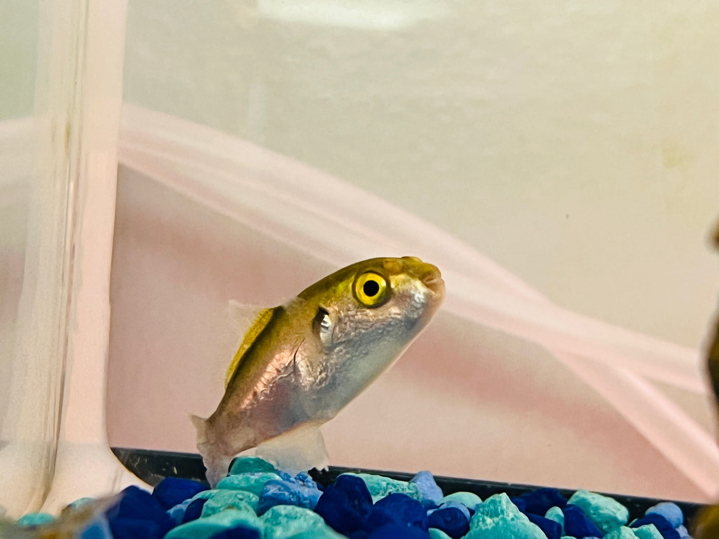 Avocado Puffer