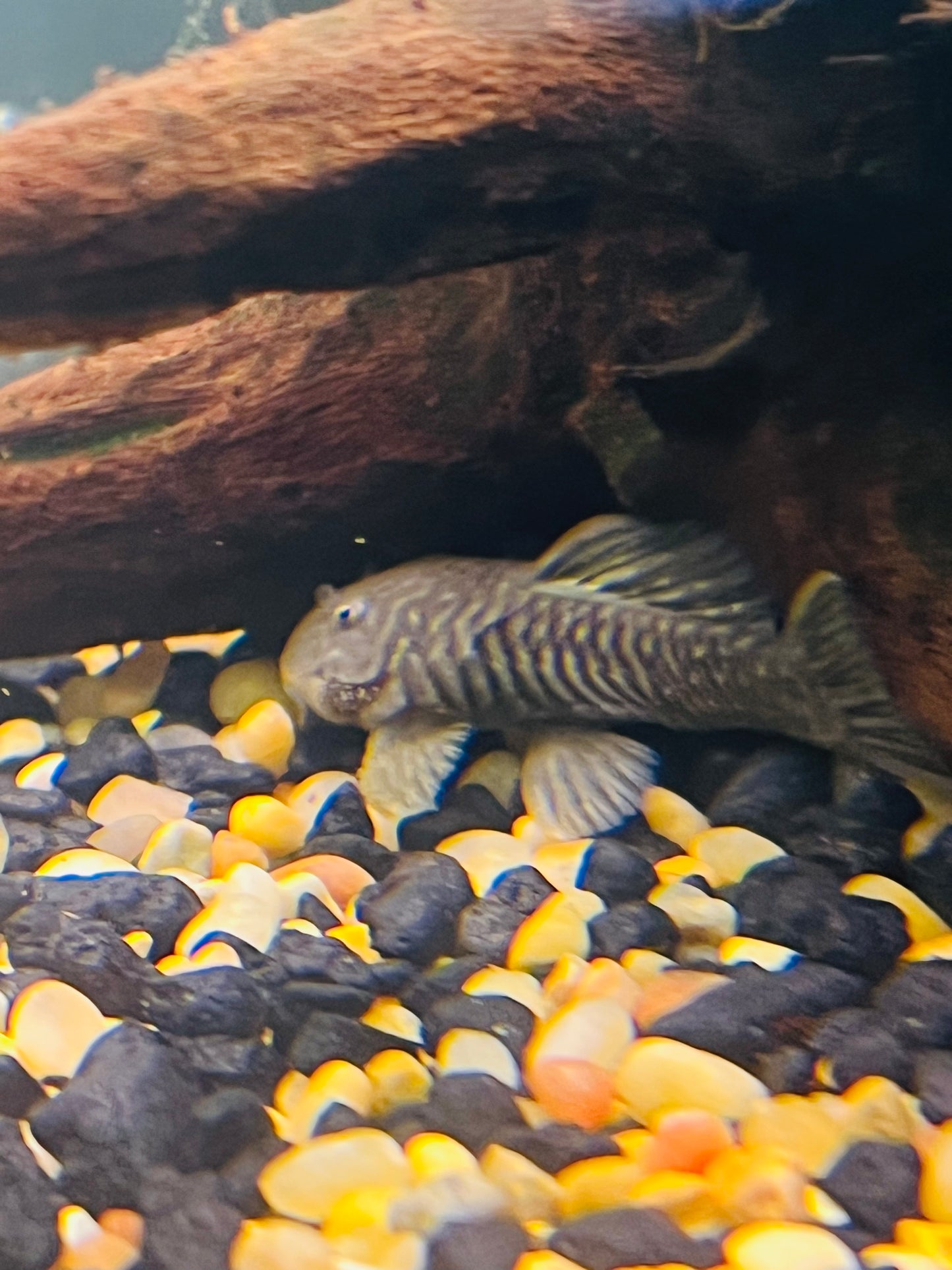 Chubby Pleco L056