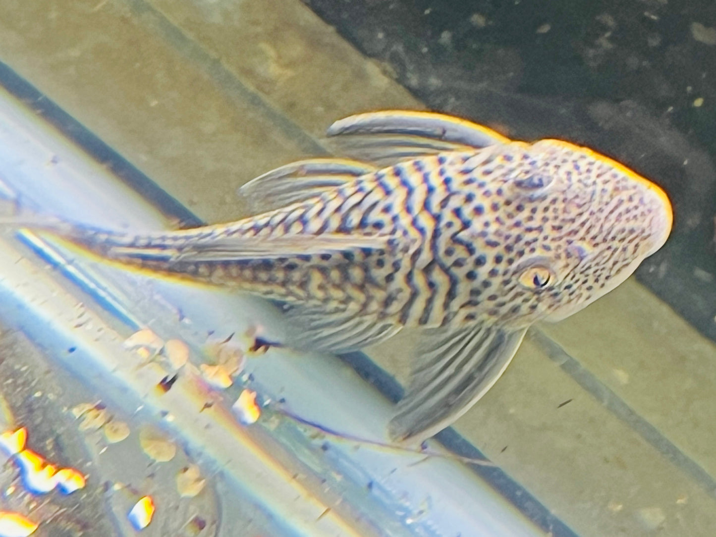 Ghost Pleco L141 6”