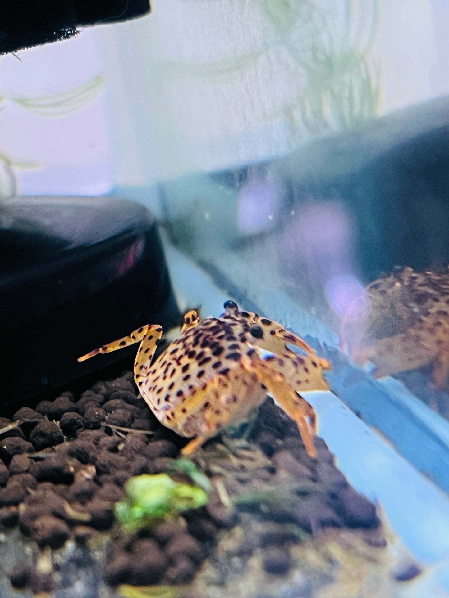 Panther Crab