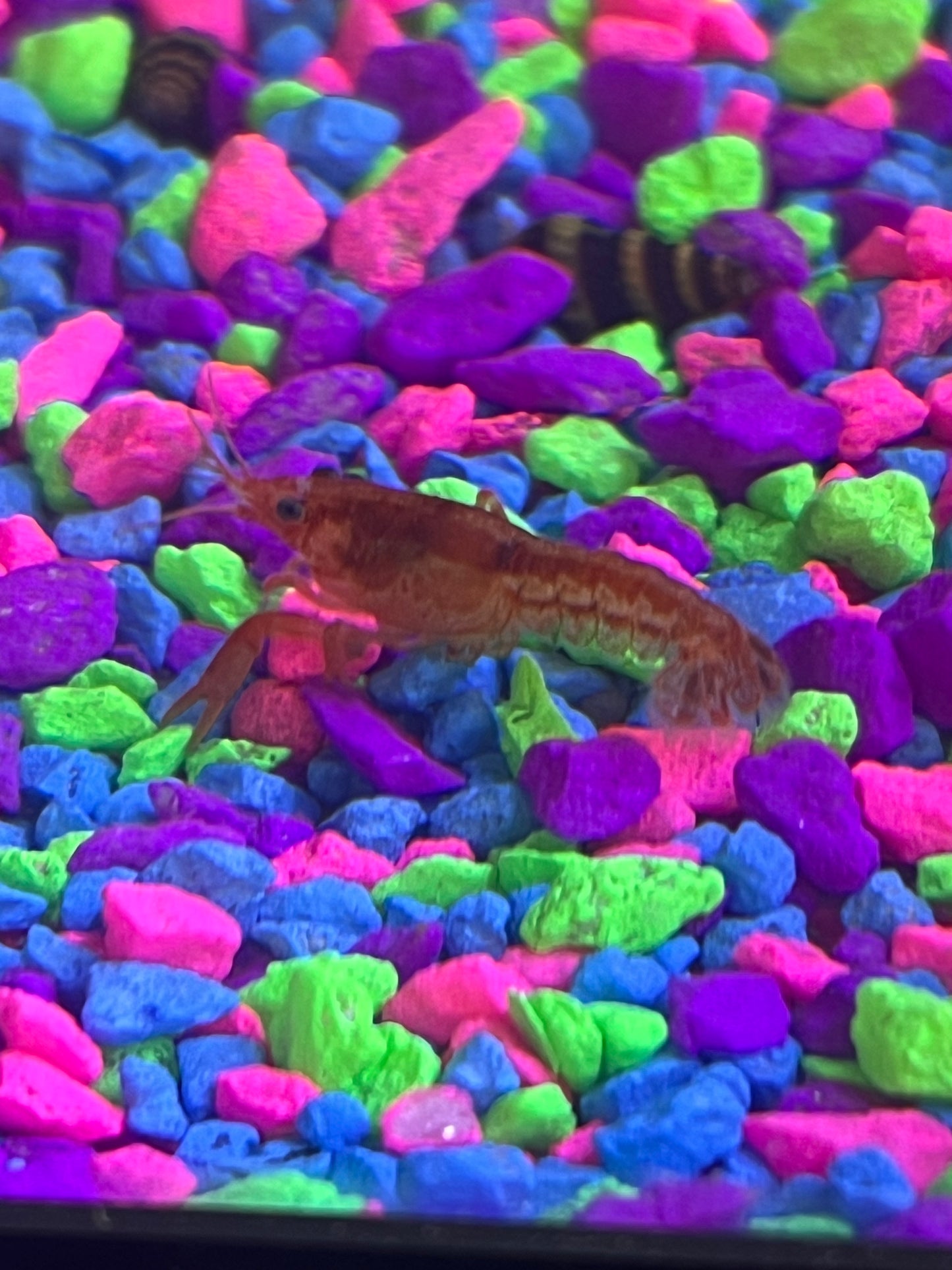 Dwarf Orange Lobster