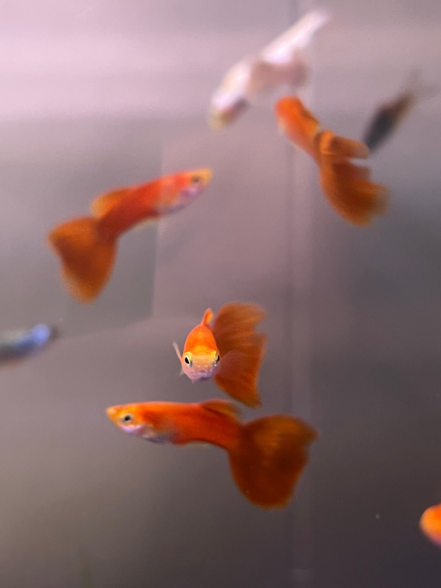 Red Moscow Guppy Male