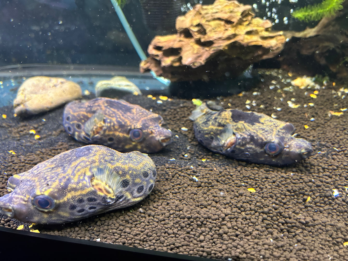 Dragon Puffer