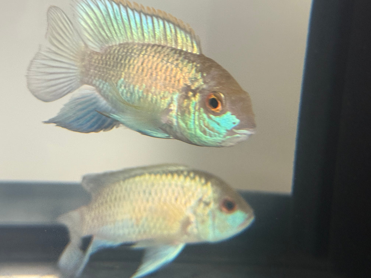 Electric Blue Acara cichlid