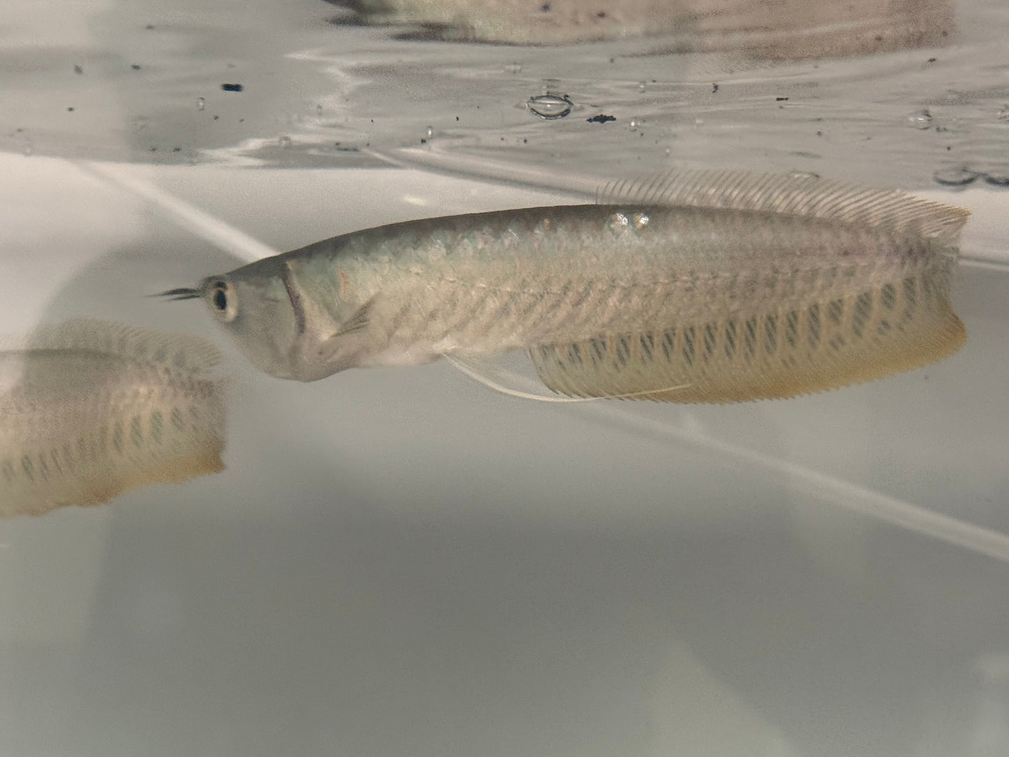 Silver Arowana