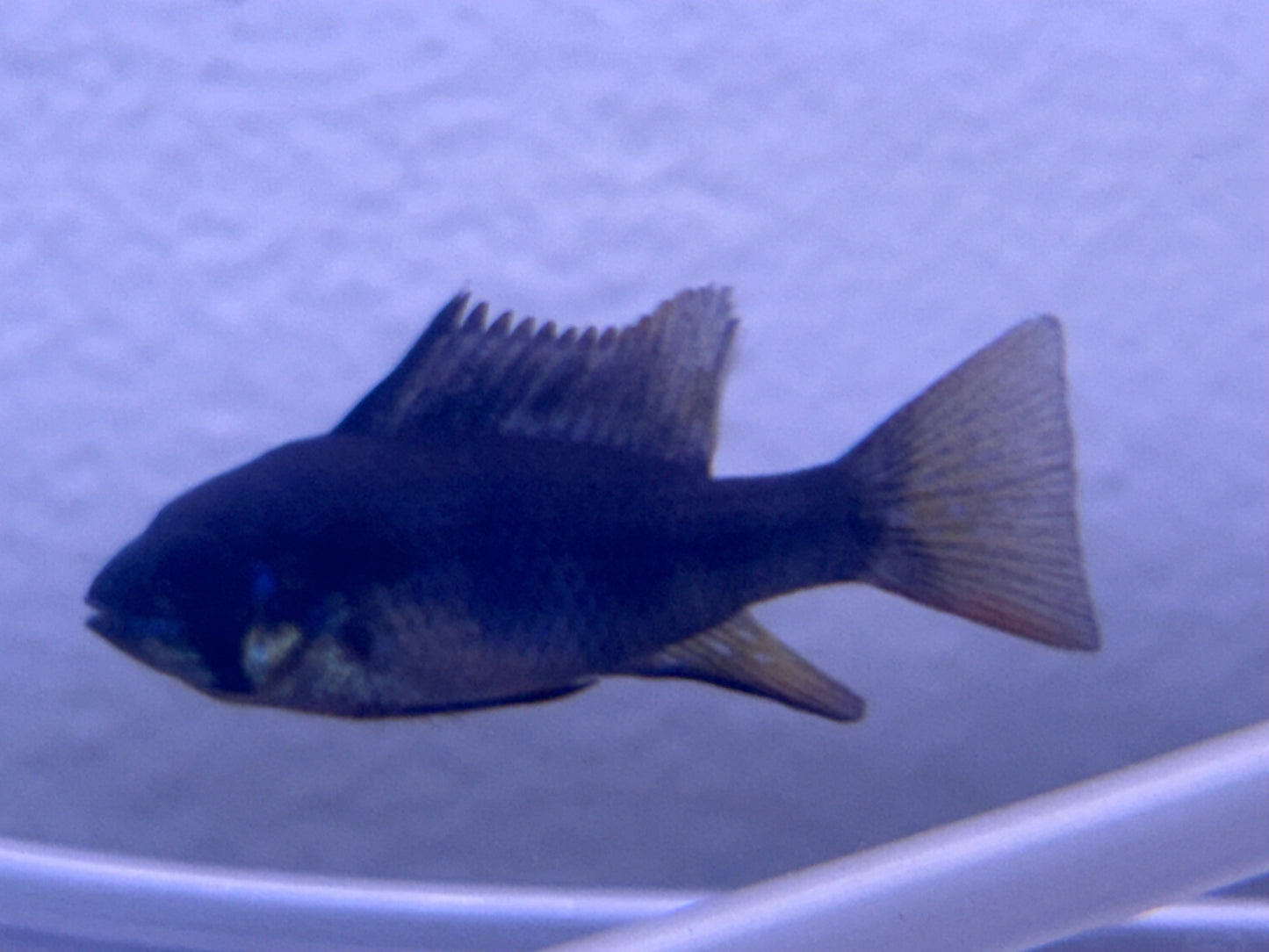Black ram