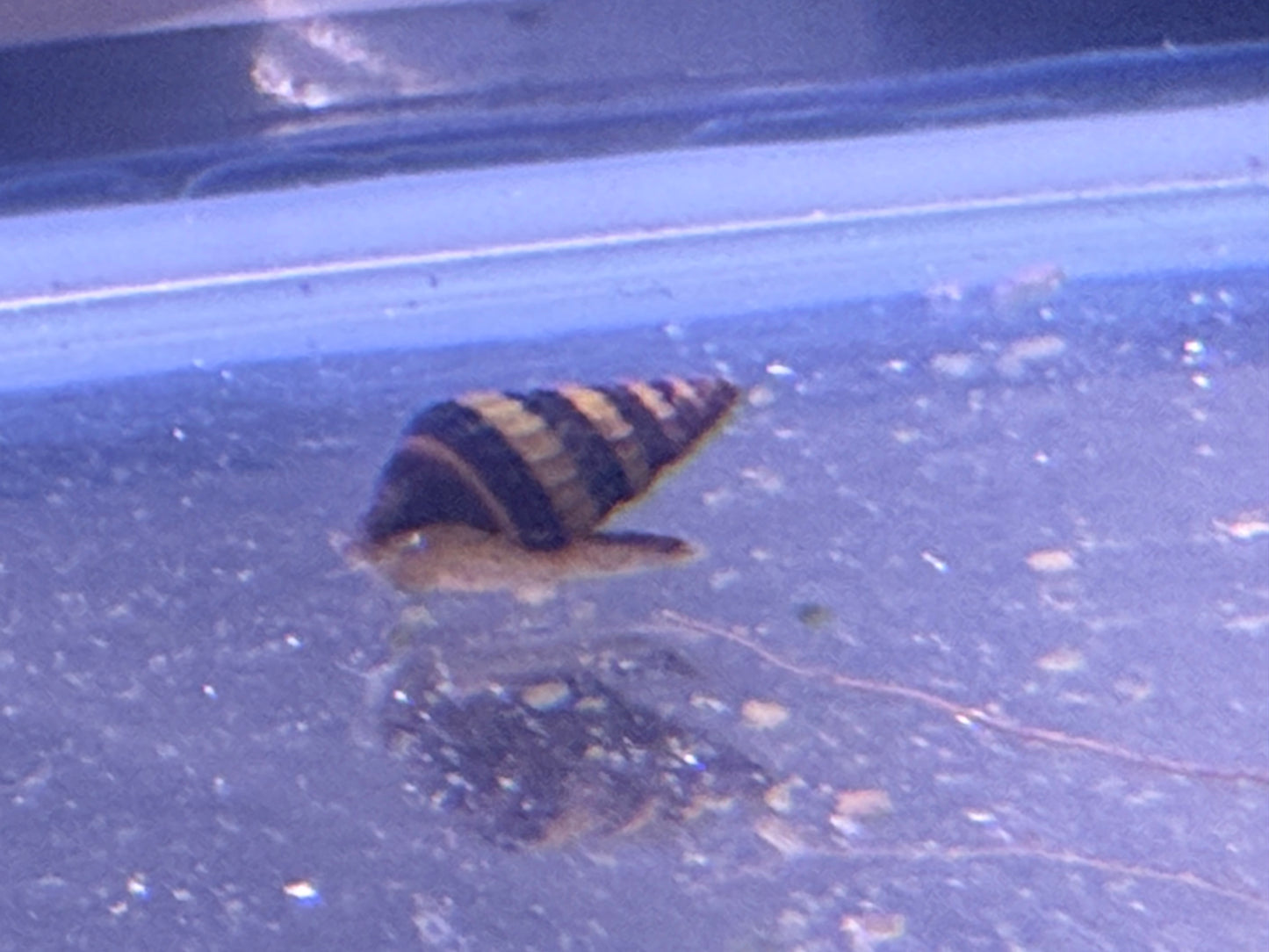 Assassin Snail