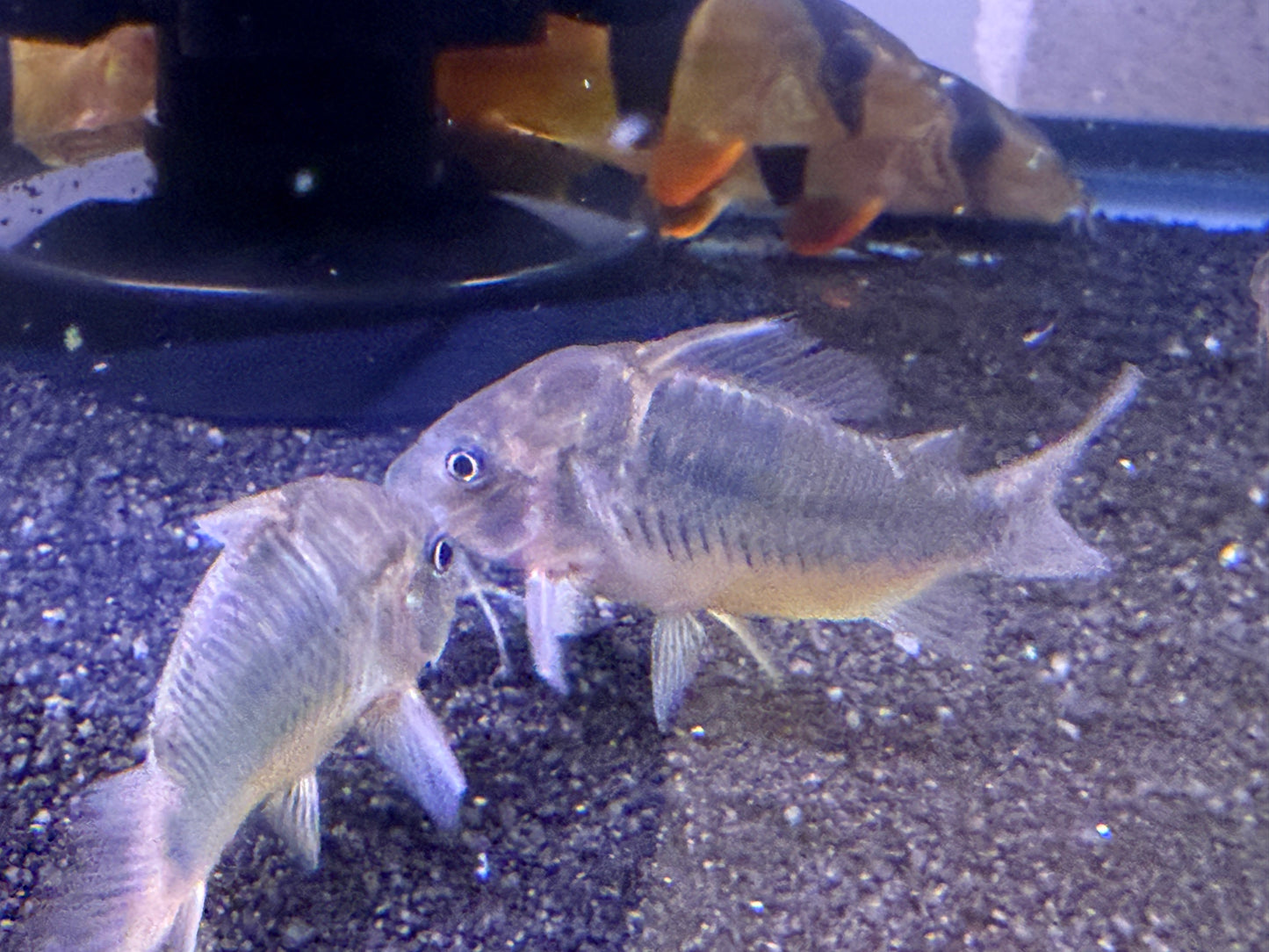 Emerald Green Corydoras