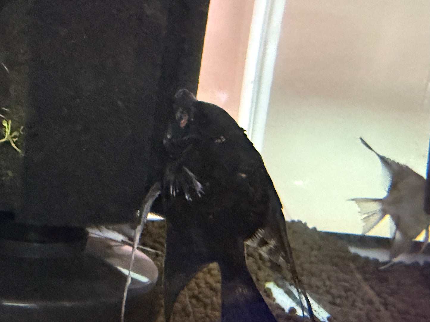 Black Angelfish cichlid Medium