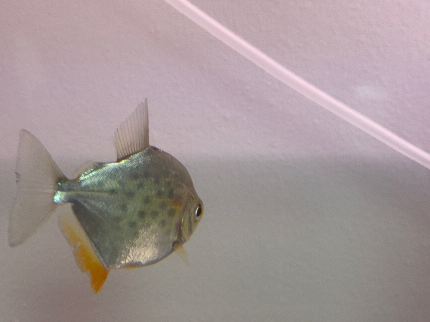 Silver dollar 1”-1.5”