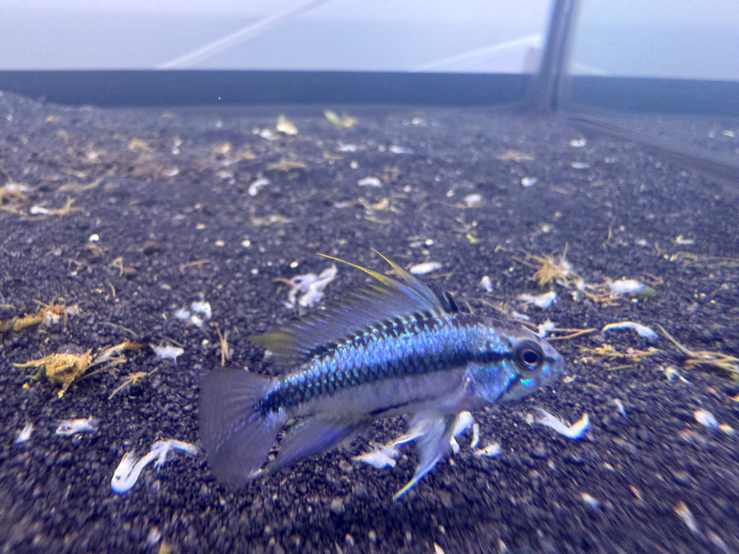 Apistogramma Trifasciata pair