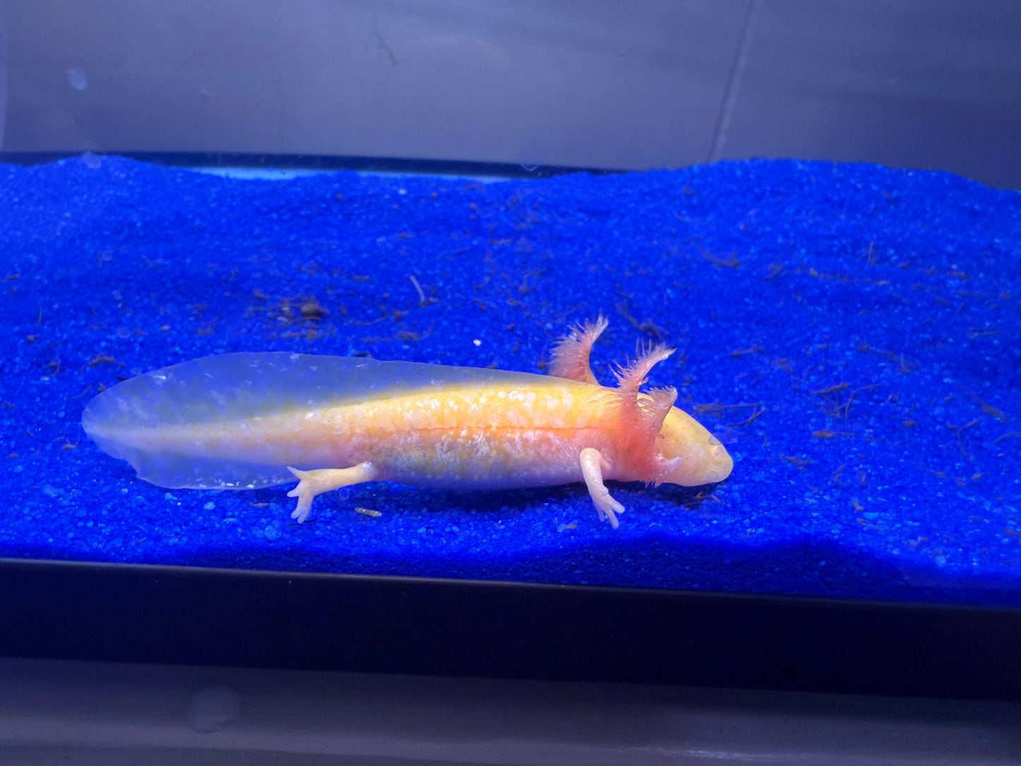 Starburst gold albino axolotl