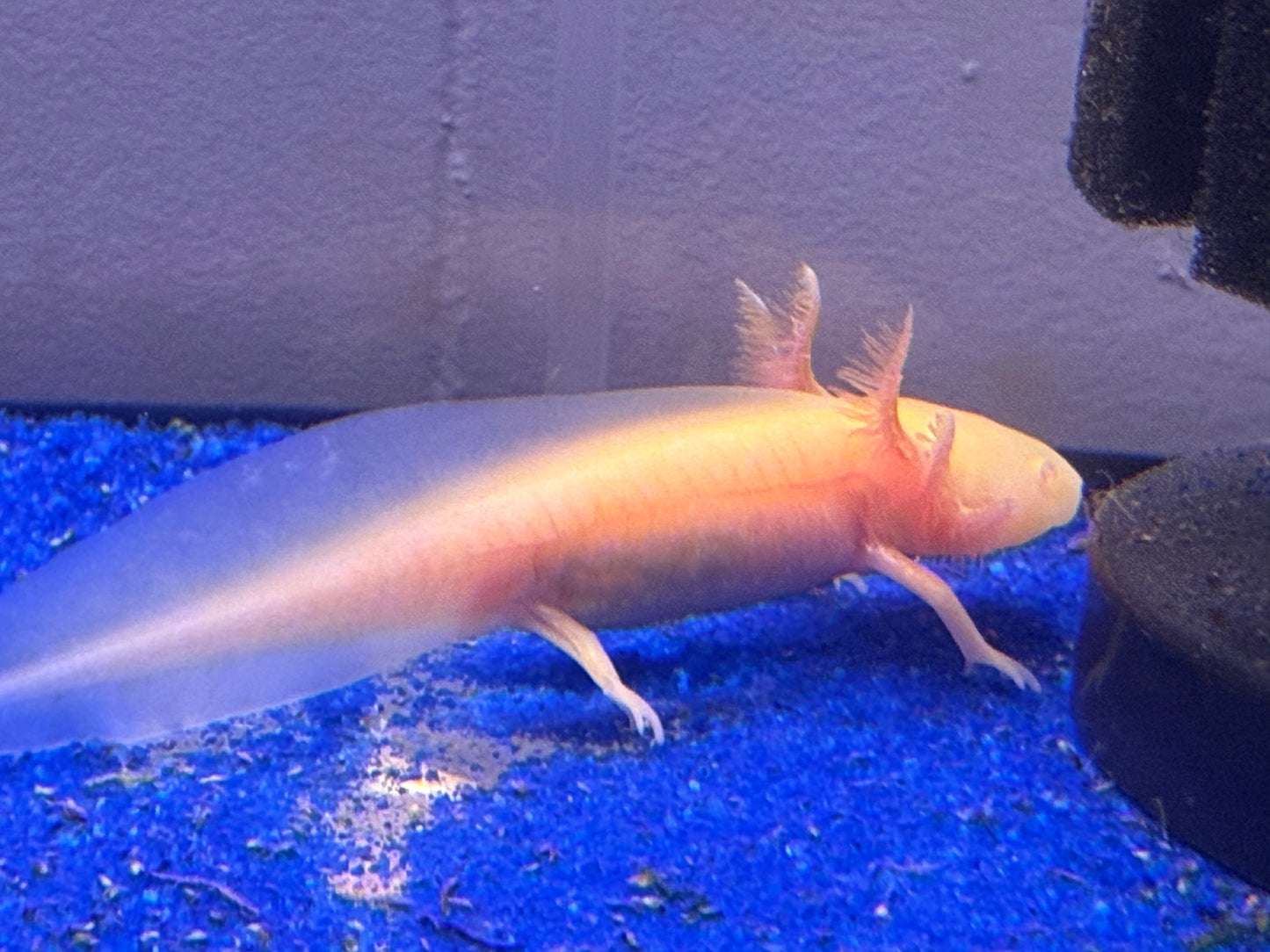 Golden albino axolotl