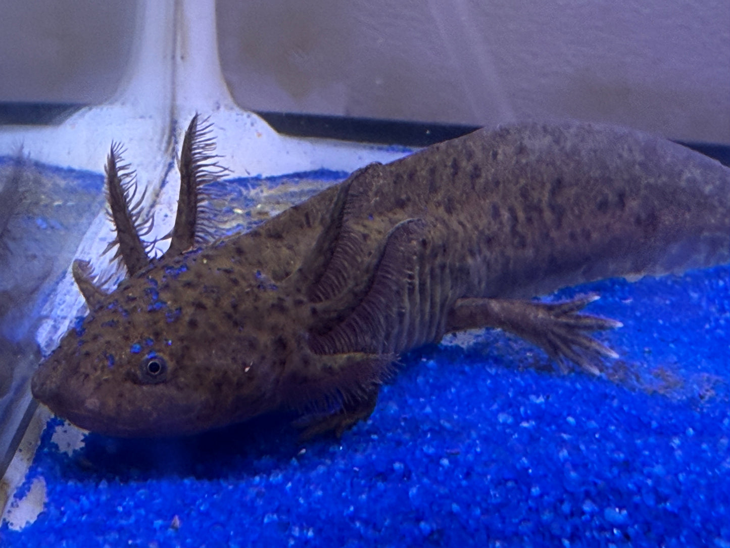 Wild type axolotl
