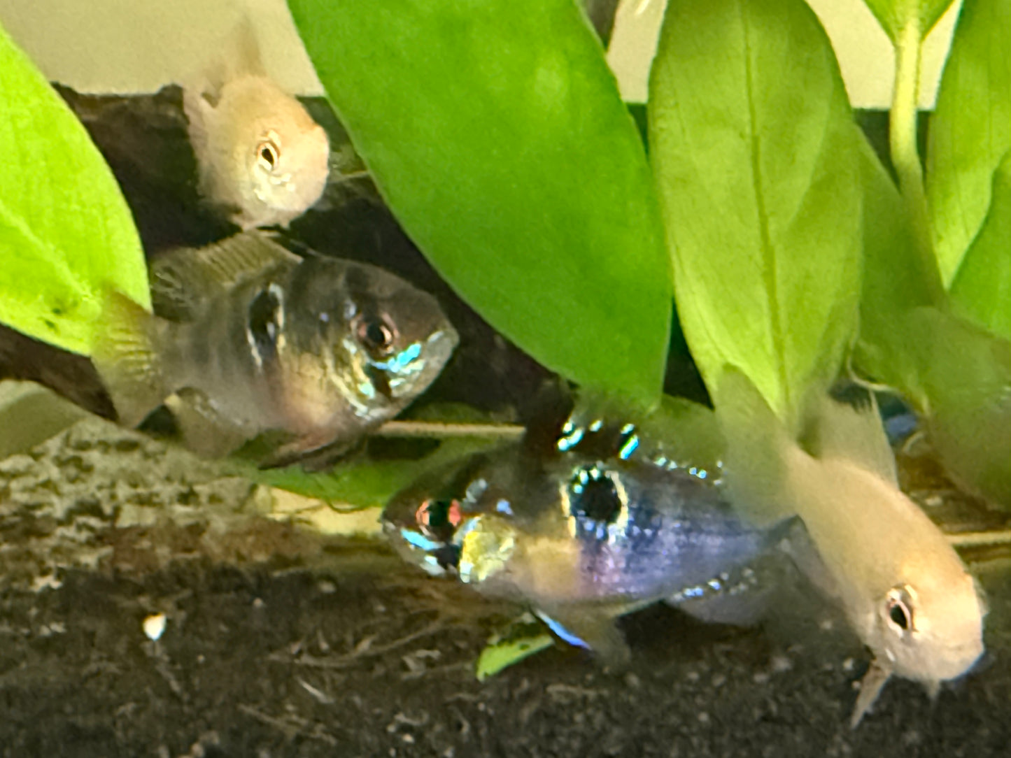 German Blue Ram cichlid
