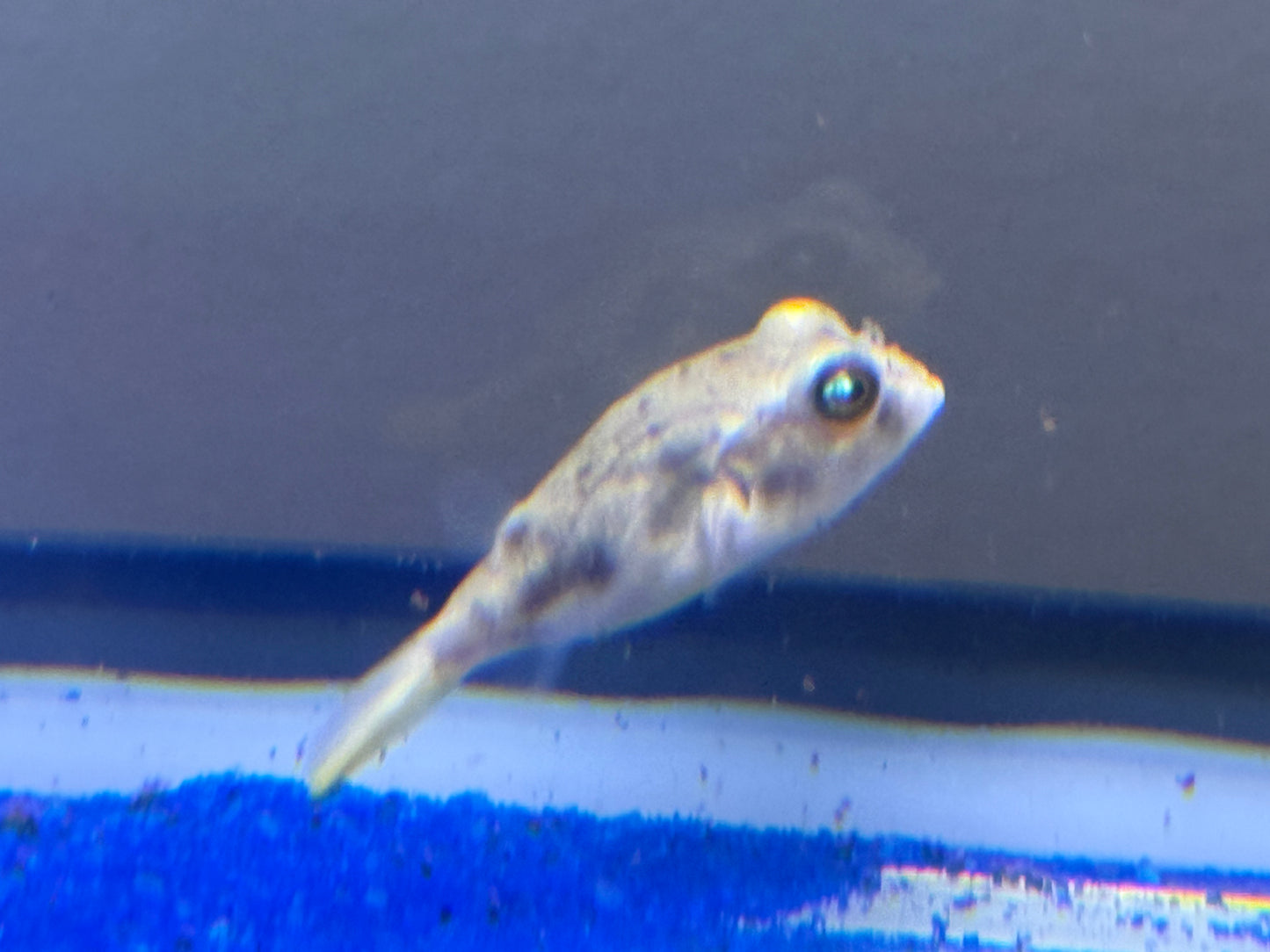 Fahaka Puffer