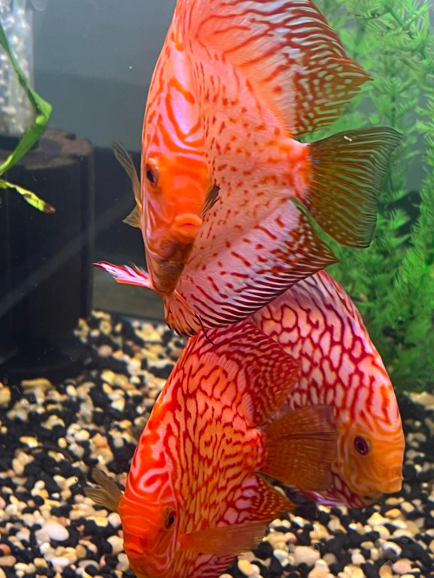 Red pigeon Discus Cichlid