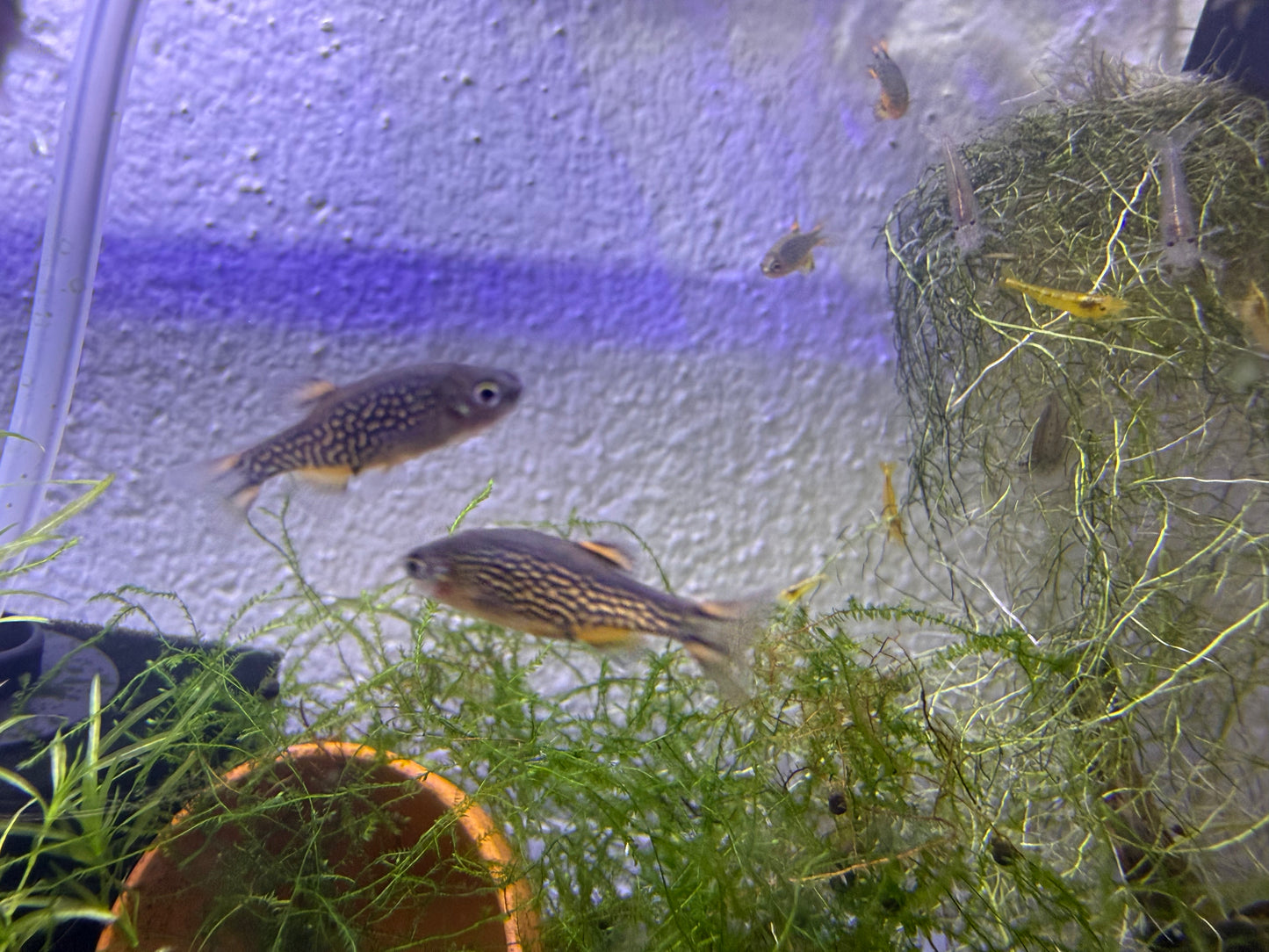 Celestial Pearl Danio