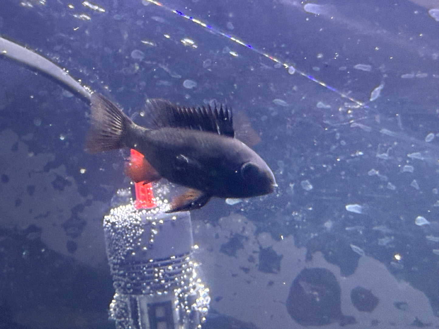 Midnight Ram cichlids
