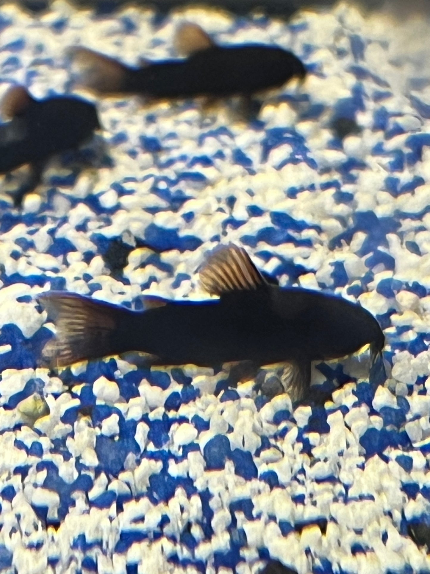 Black Shultzie Corydora