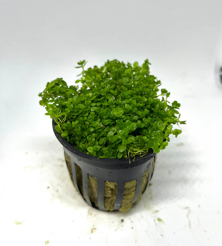 Baby Tears Dwarf