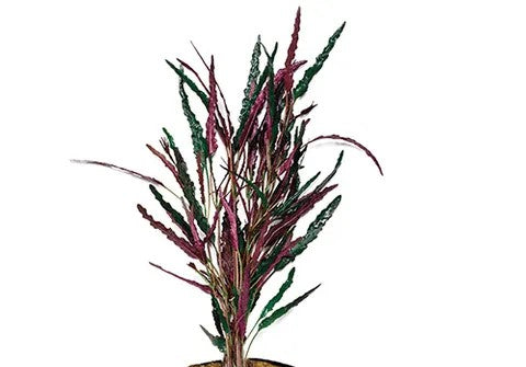 Dragon Flame Plant