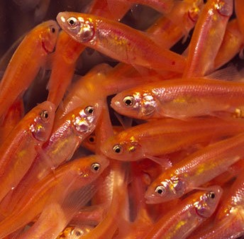 Rosy red Minnows