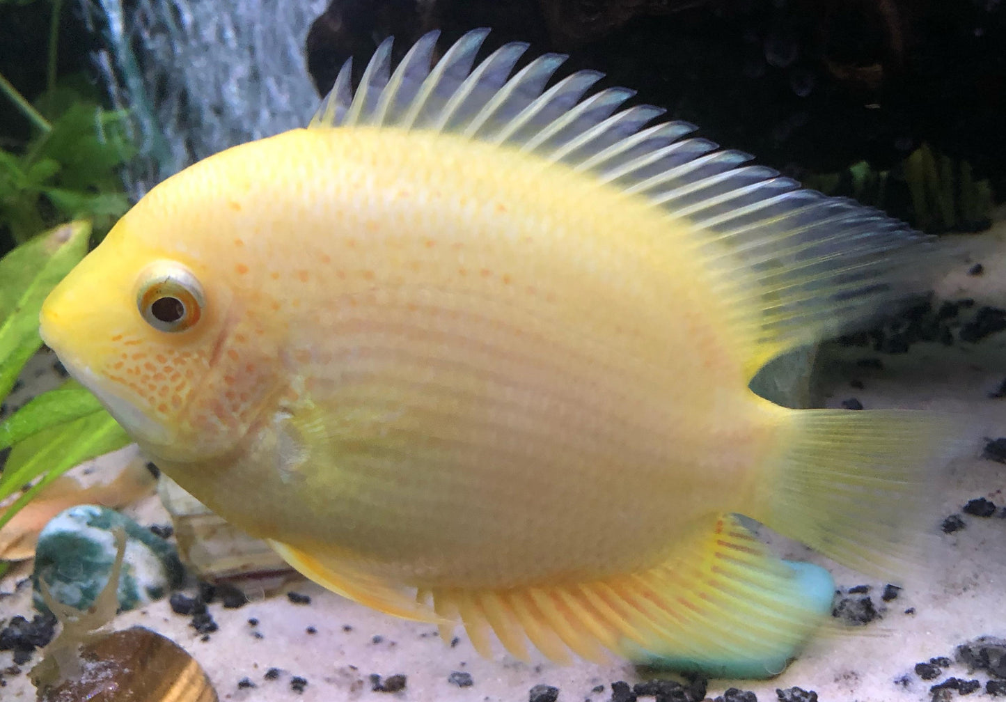 Gold Severum cichlid