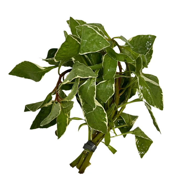 Ludwigia Cuba White