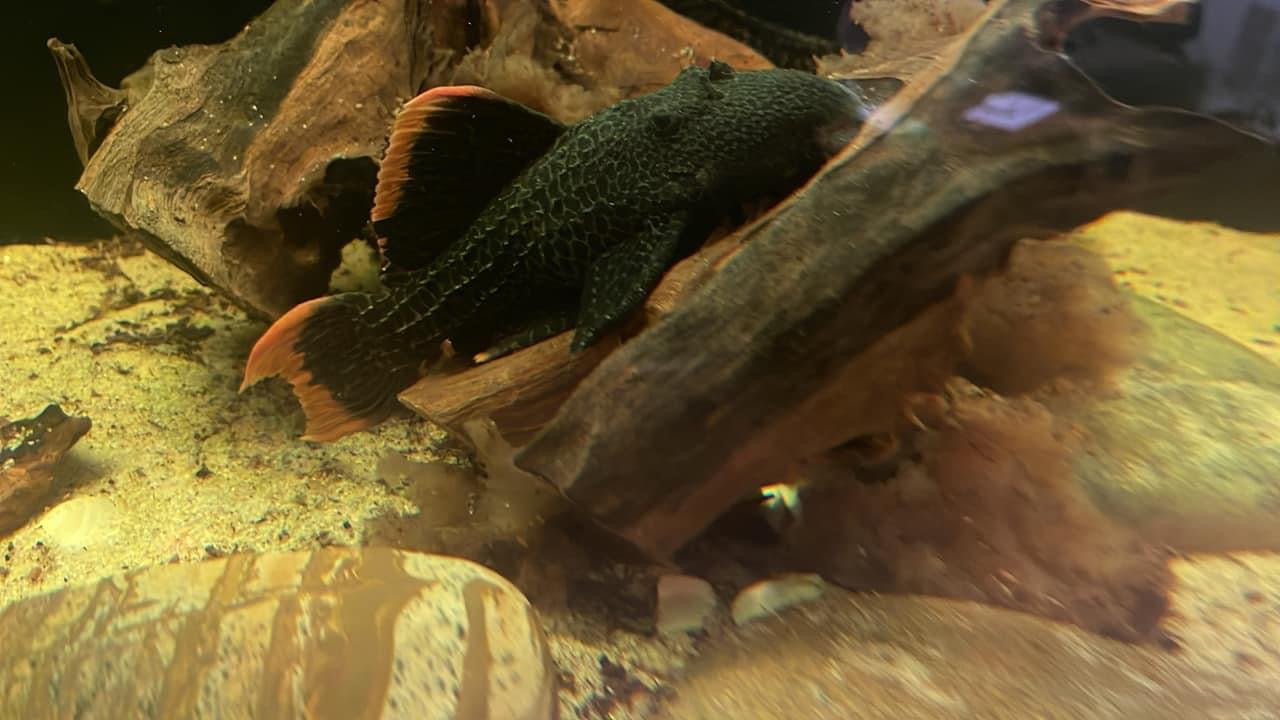 Pleco