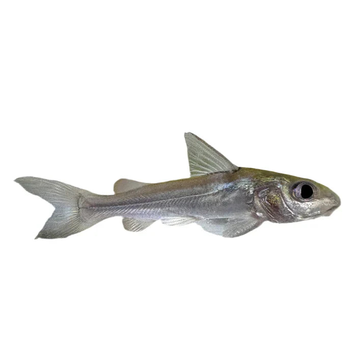 Catfish/Corydoras