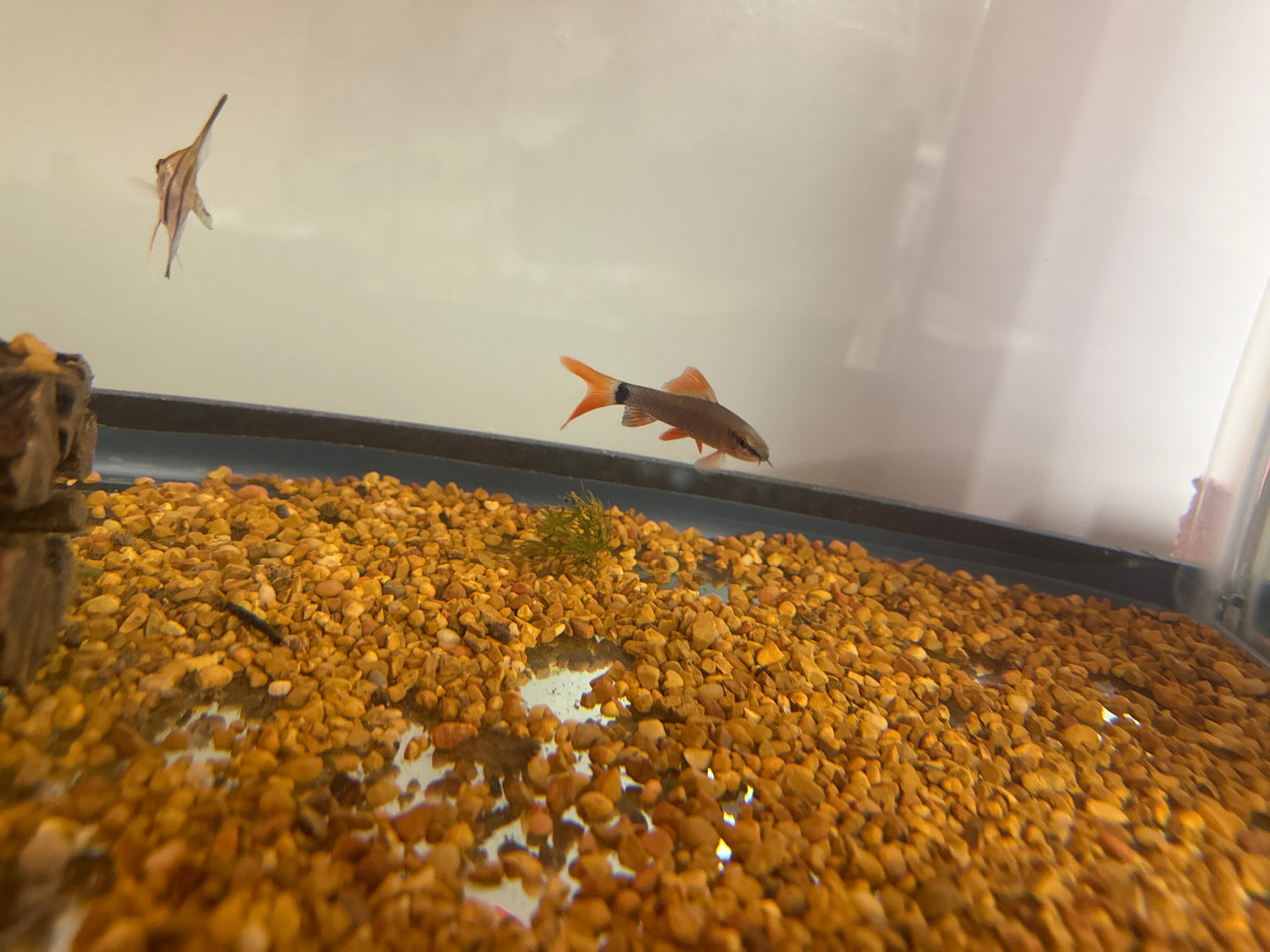 Freshwater Sharks