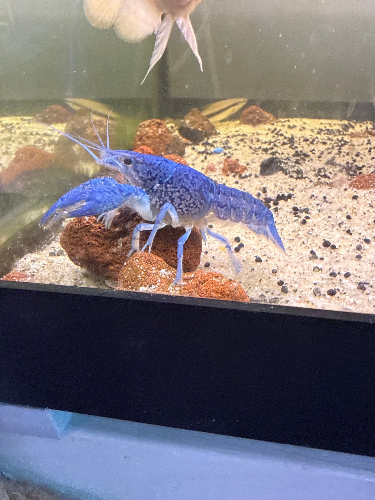 Shrimp, lobsters, snails