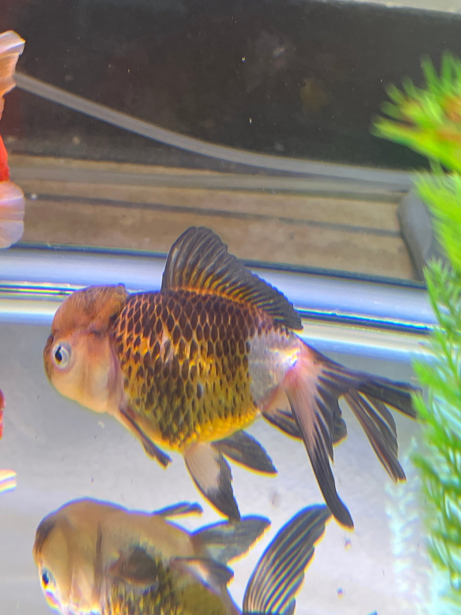 Gold Fish