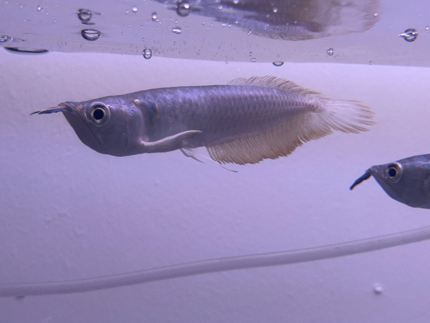 Arowana