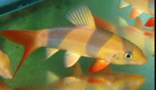 Loach/Botia