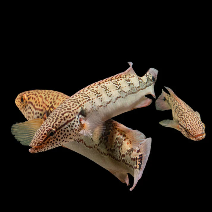 Cichlids