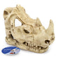 Rhino skull medium