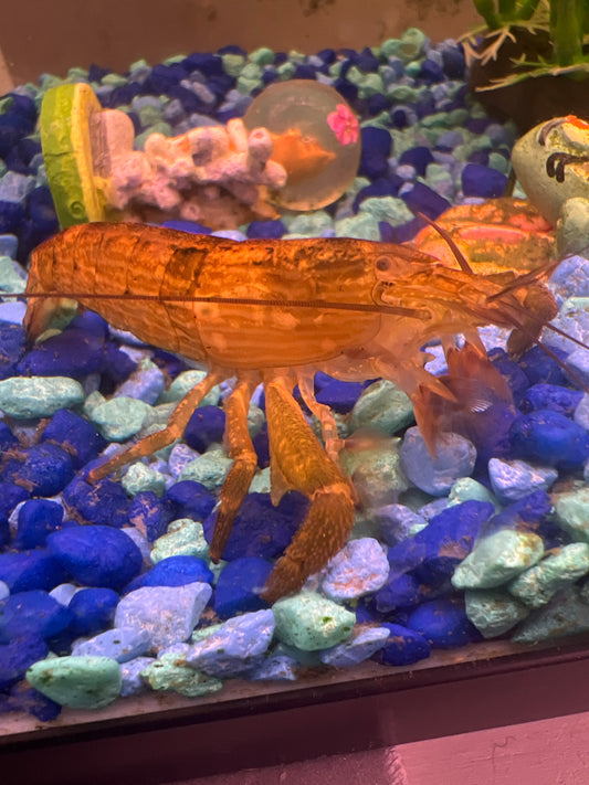 Shrimp Bamboo (Flower)