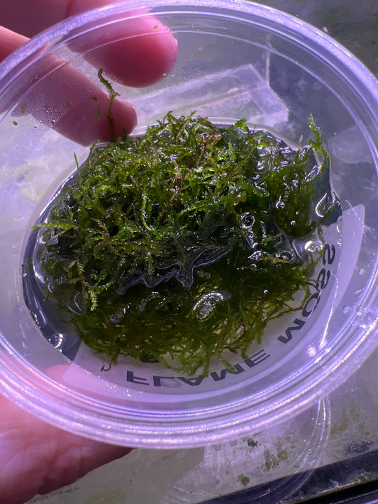 Flame Moss