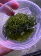 Flame Moss