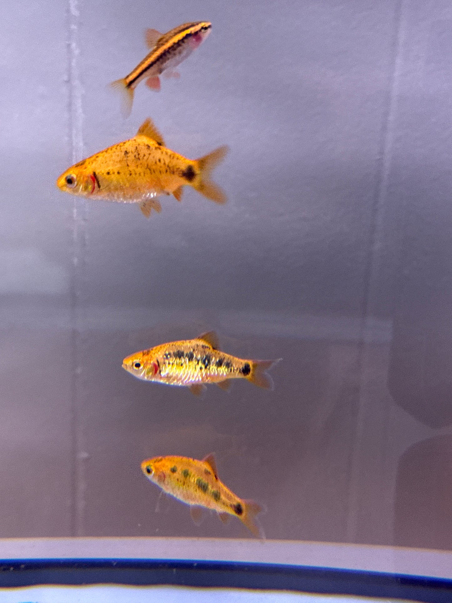 Chinese golden barbs