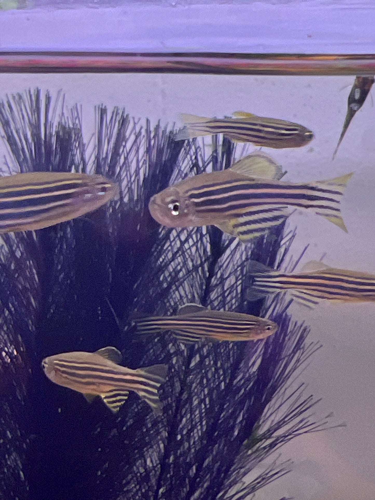 Zebra Danio