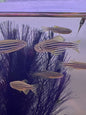 Zebra Danio