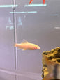 Redtail Albino Shark