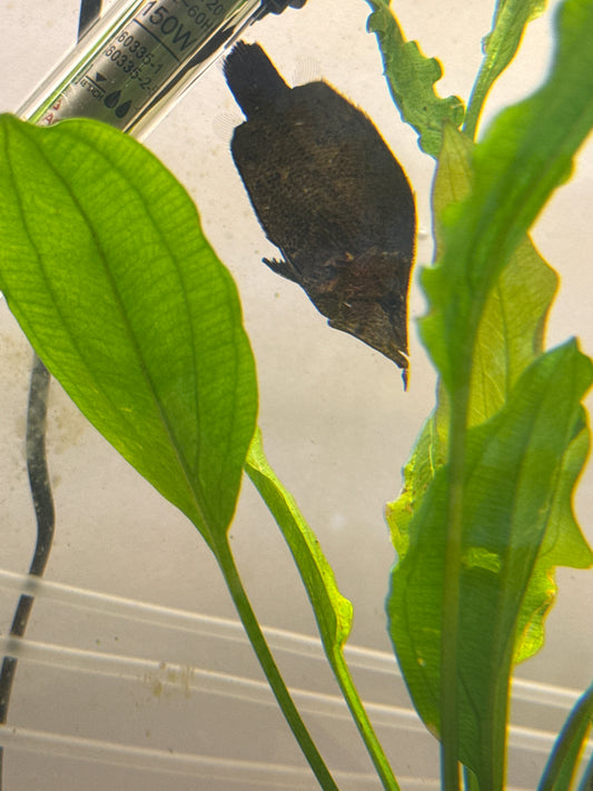 Leaf Fish SA