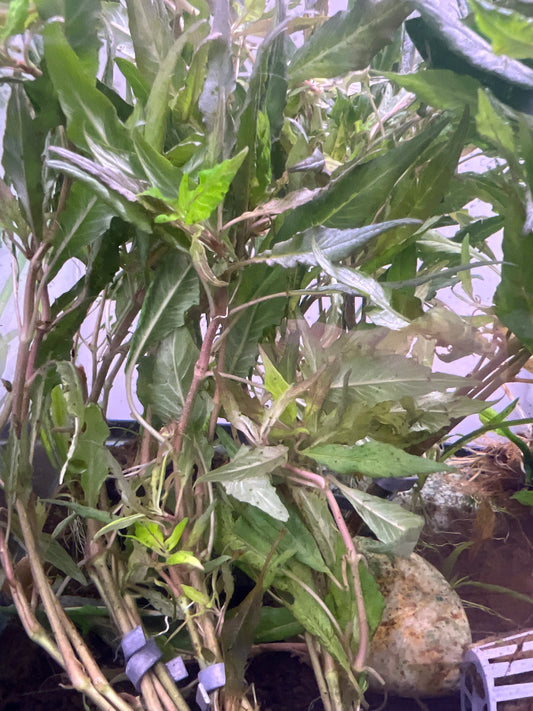 Hygro Blue Plant