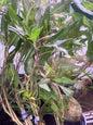 Hygro Blue Plant